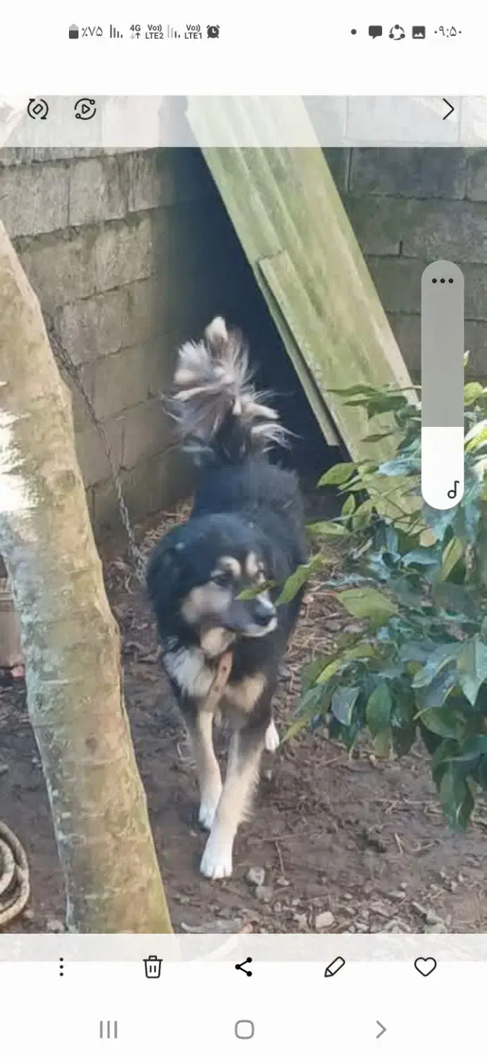 سگ دورگه نر ۱۵ ماهه|سگ|لوندویل, |دیوار