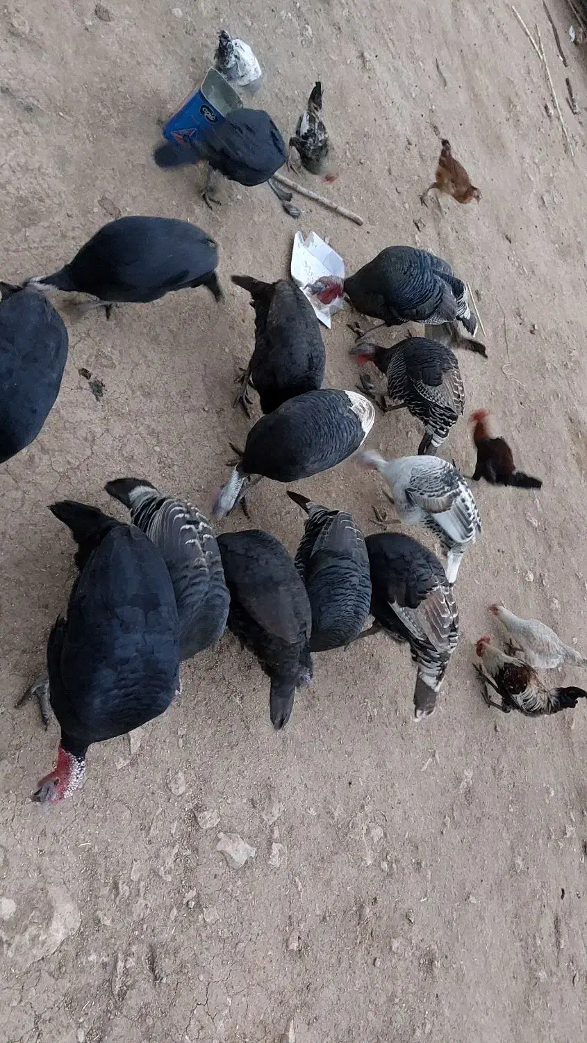 بوقلمون کردی|حیوانات مزرعه|دشت ذهاب, |دیوار