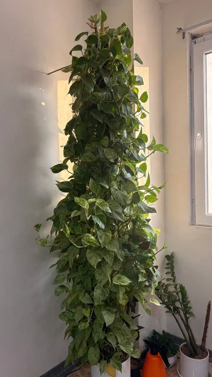 گل پتوس مرمری|گل و گیاه طبیعی|پرند, فاز ۵|دیوار