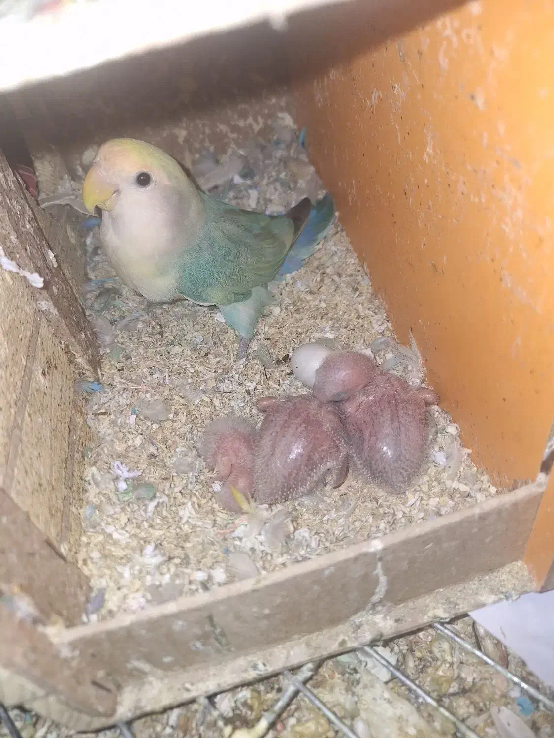 طوطی برزیلی جفت جوجه دار و مولد|پرنده|ری, امین آباد|دیوار