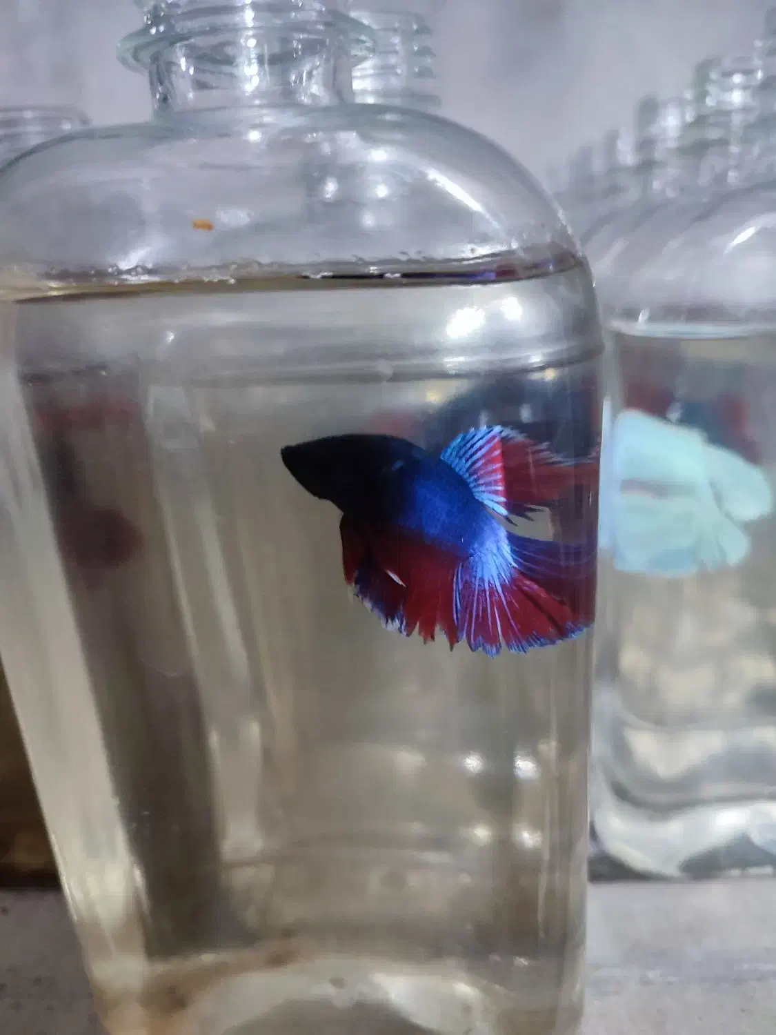 ماهی فایتر|ماهی|مشهد, یوسفیه (شهرک غرب)|دیوار