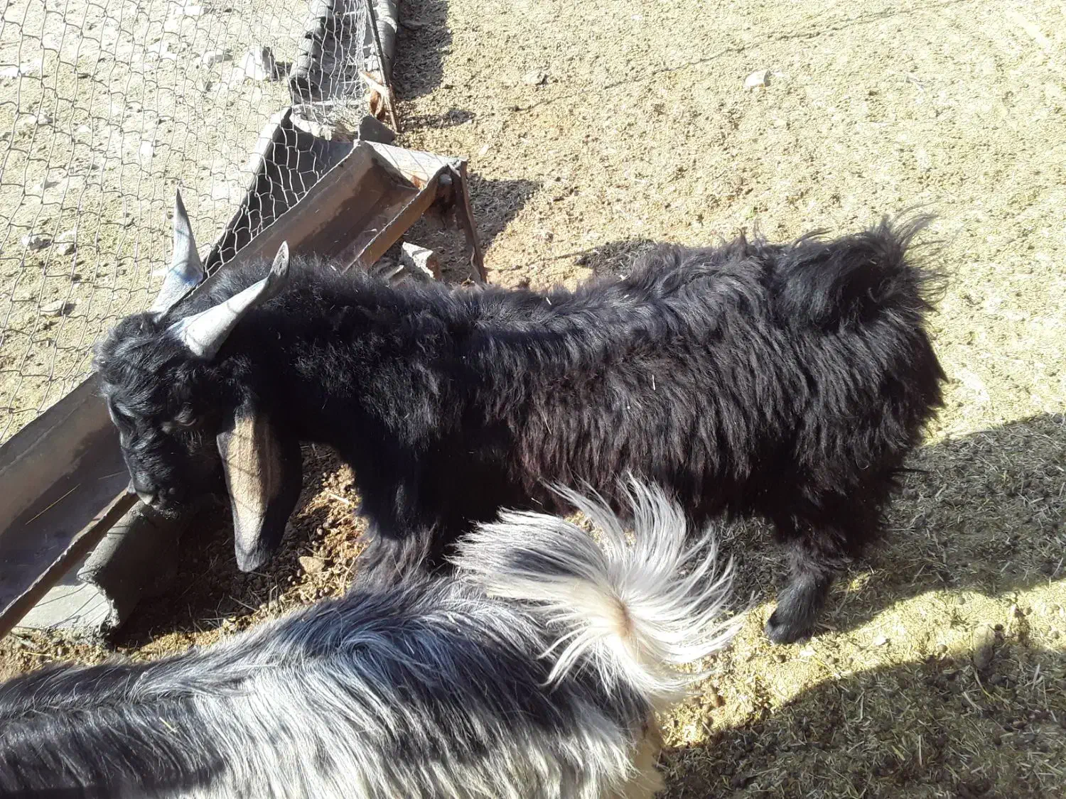 تعداد۴۳بزغاله فروش|حیوانات مزرعه|آبدانان, |دیوار