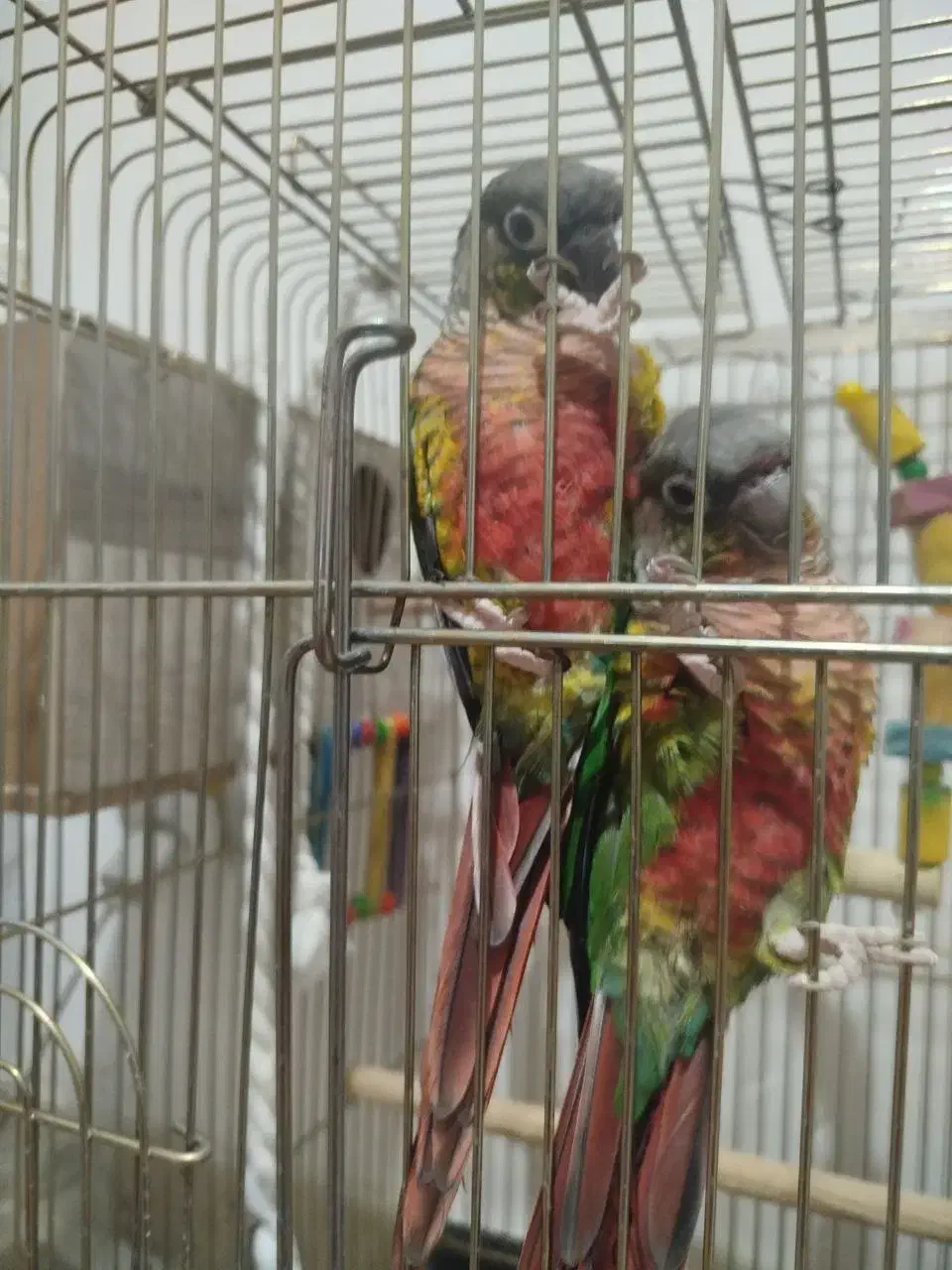 گرینچیک یلوسایید|پرنده|بومهن, |دیوار