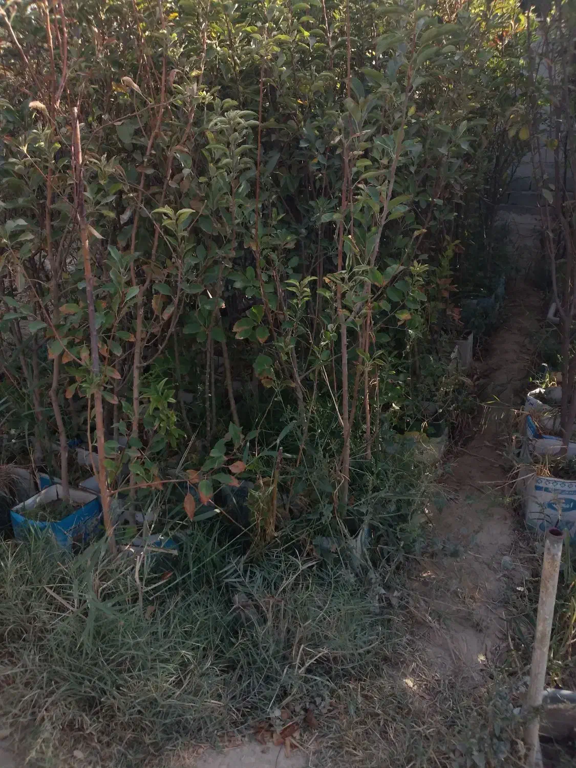 نهال گوجه سبز|گل و گیاه طبیعی|ماهدشت, |دیوار