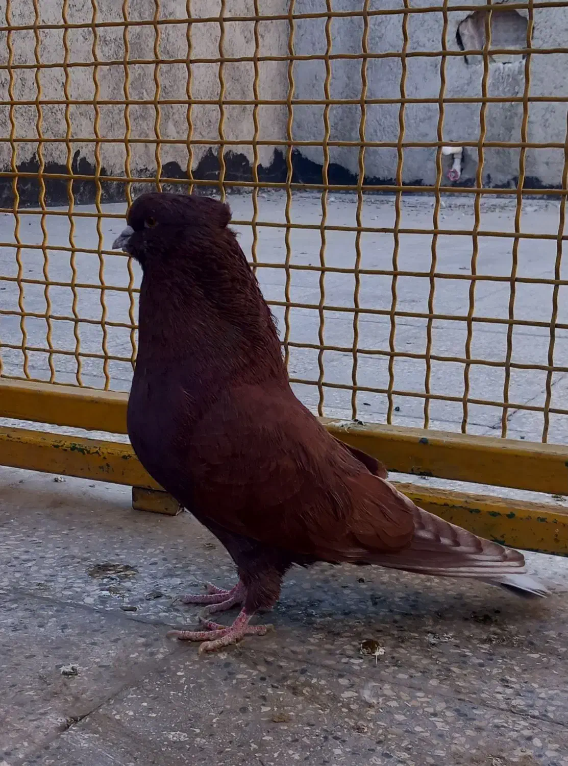 کغتر|پرنده|بهارستان, |دیوار