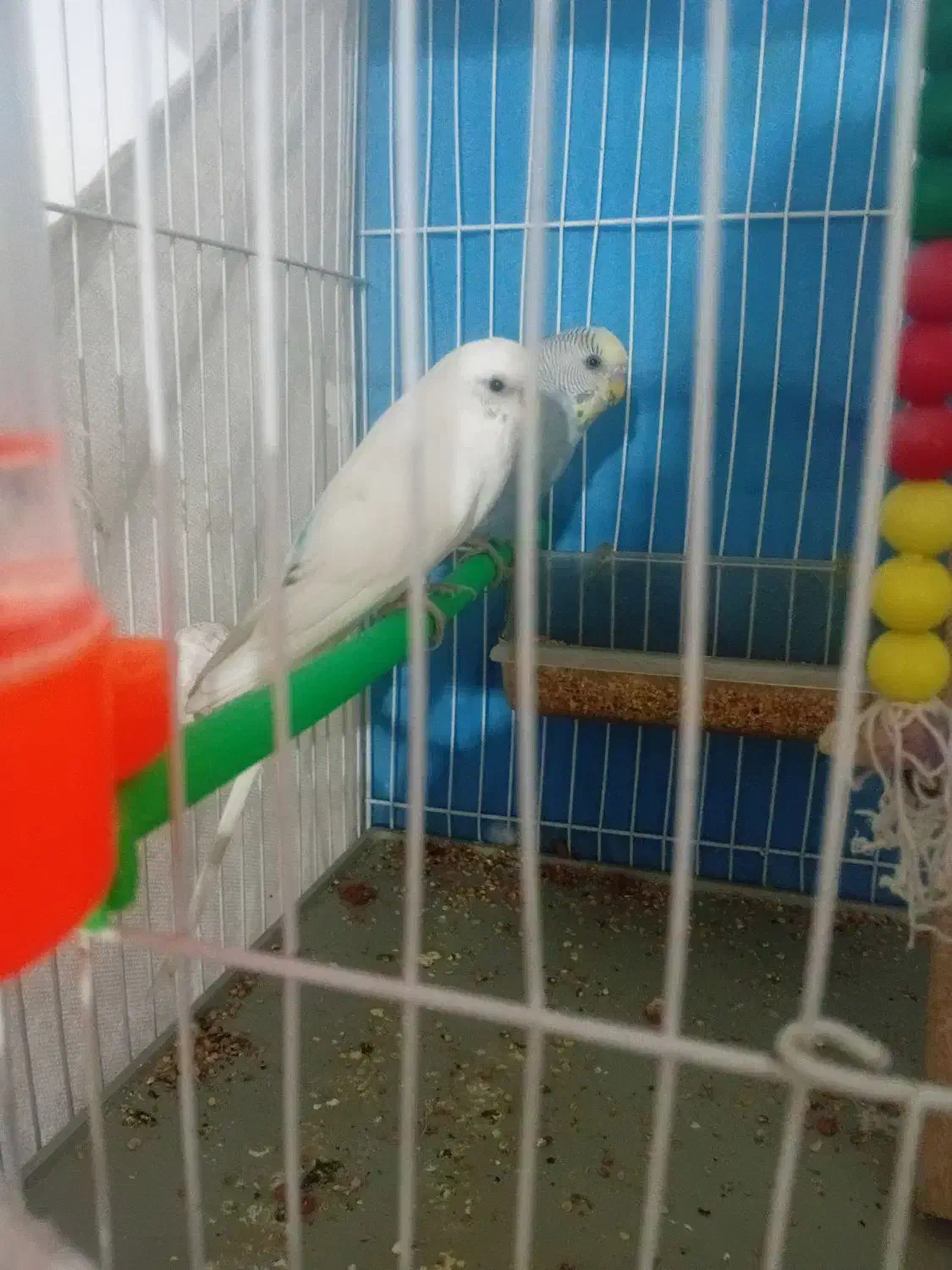 عروس و مرغ عشق|پرنده|مشهد, نیزه|دیوار