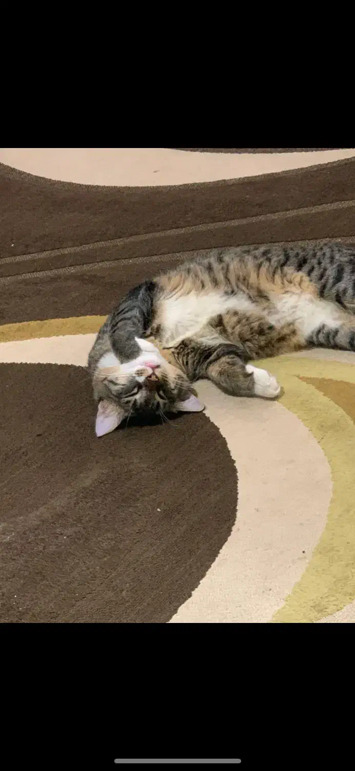 واگذاری گربه|گربه|ساری, |دیوار