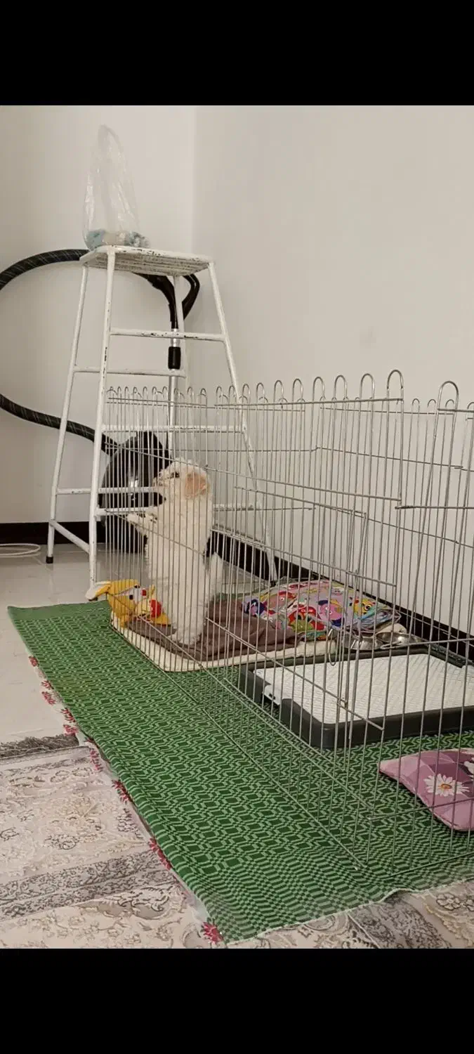 واگذاری سگ پودل همراه باشناسنامه|سگ|پرند, فاز ۶|دیوار