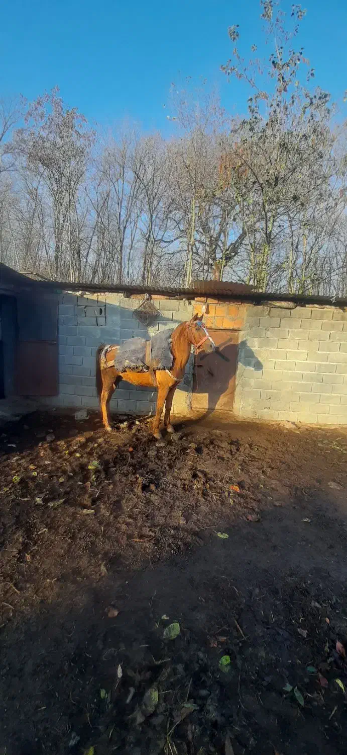 فروش فوری ..|اسب و تجهیزات اسبسواری|چمستان, |دیوار