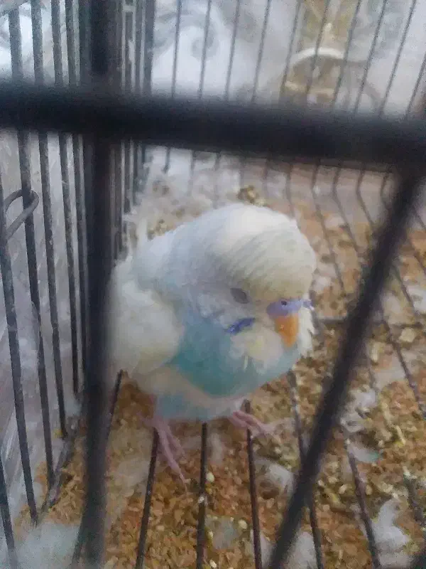 مرغ عشق نر|پرنده|مشهد, هدایت|دیوار