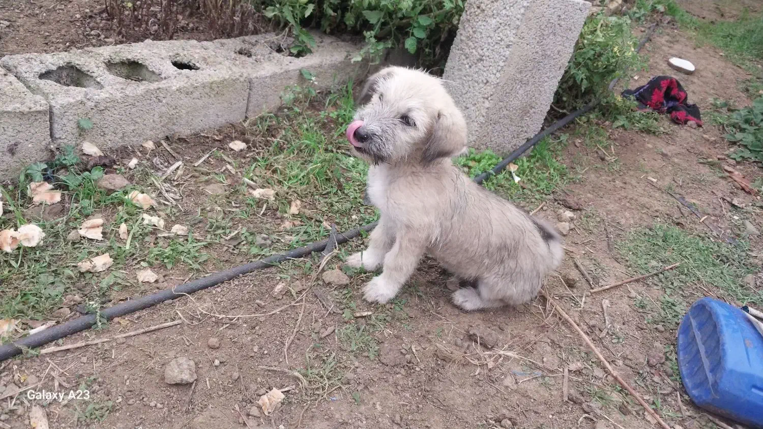 سگ پاراق|سگ|گرمی, |دیوار