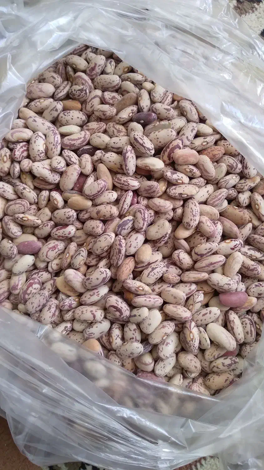 لوبیا چیتی خوش پخت|خوردنی و آشامیدنی|قم, بلوار امین و ساحلی|دیوار
