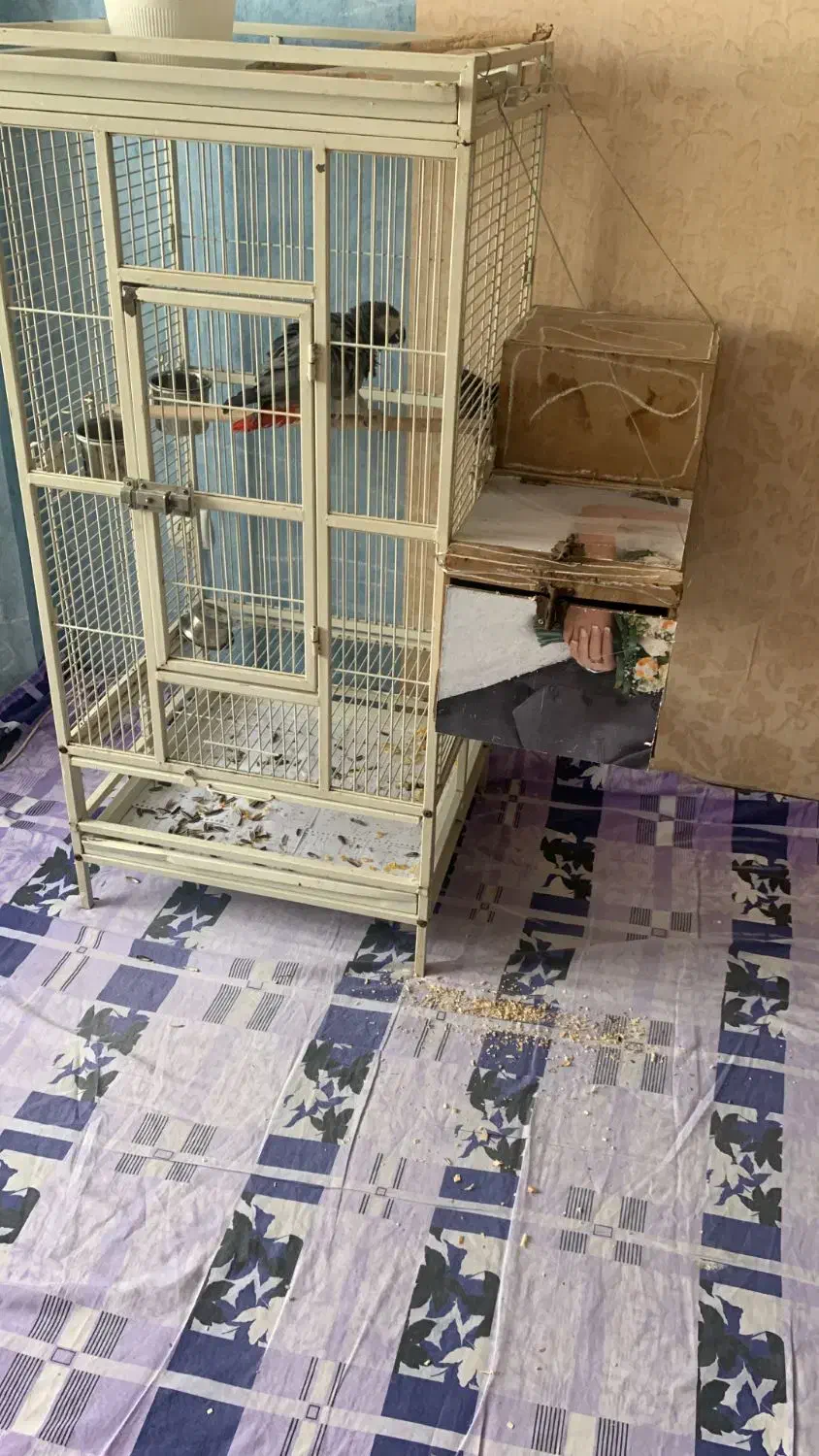 فروش قفس کاسکویی طوطی سانان|لوازم جانبی حیوانات|مشهد, آزادشهر|دیوار