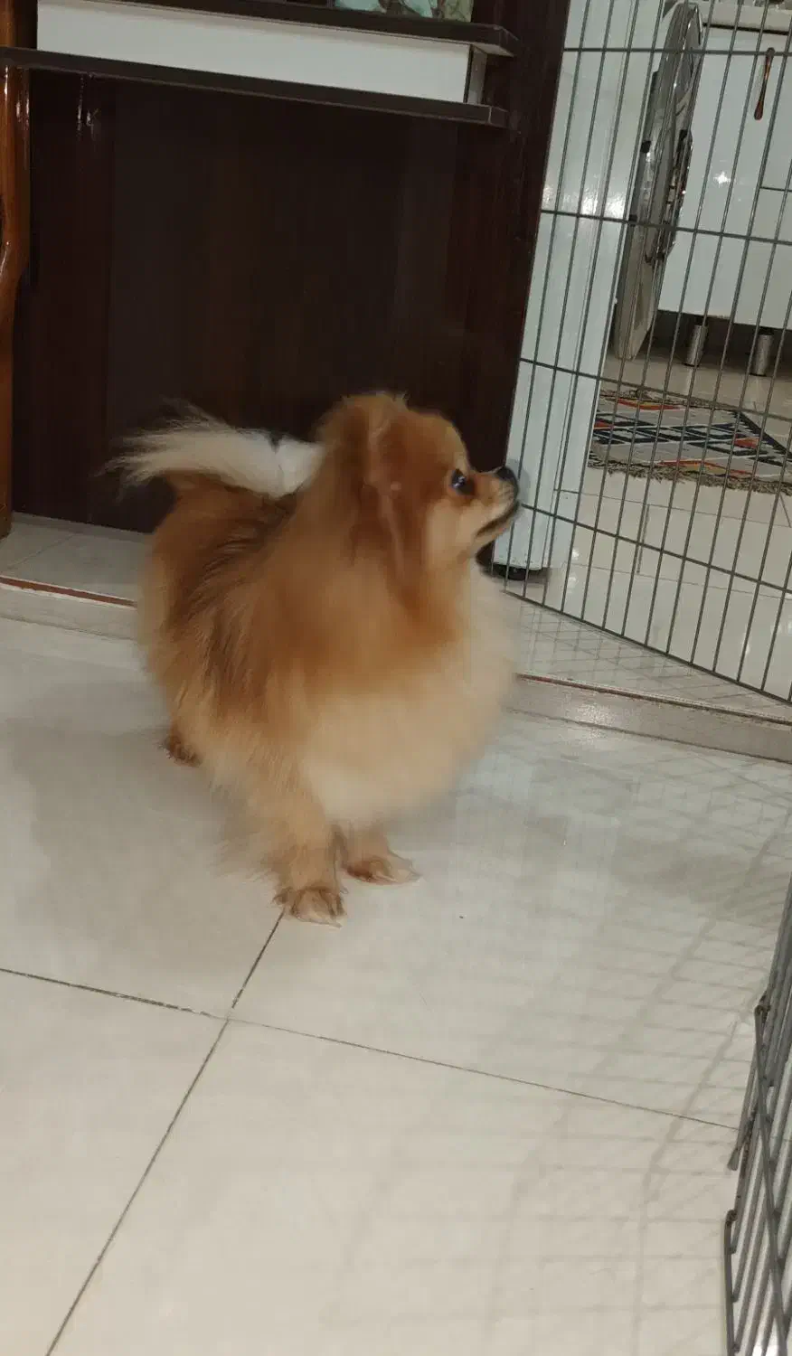 سگ پامرانین ماده  وزن ۱کیلو و ۴۰۰ گرم|سگ|فردیس, شهرک شهید حسینی|دیوار