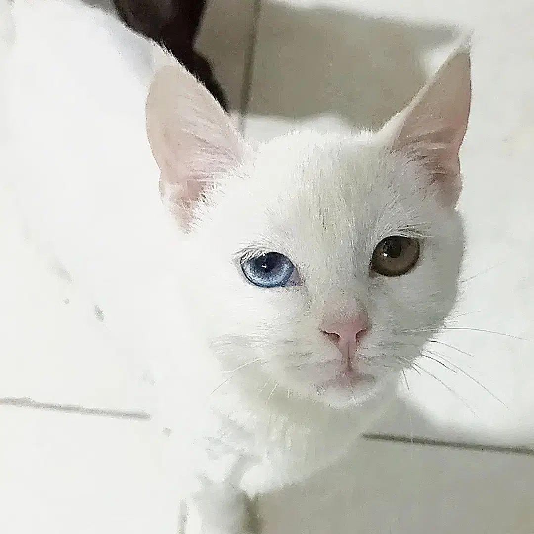 گربه چشم دو رنگ انگورا|گربه|مشهد, توس (بلوار توس)|دیوار