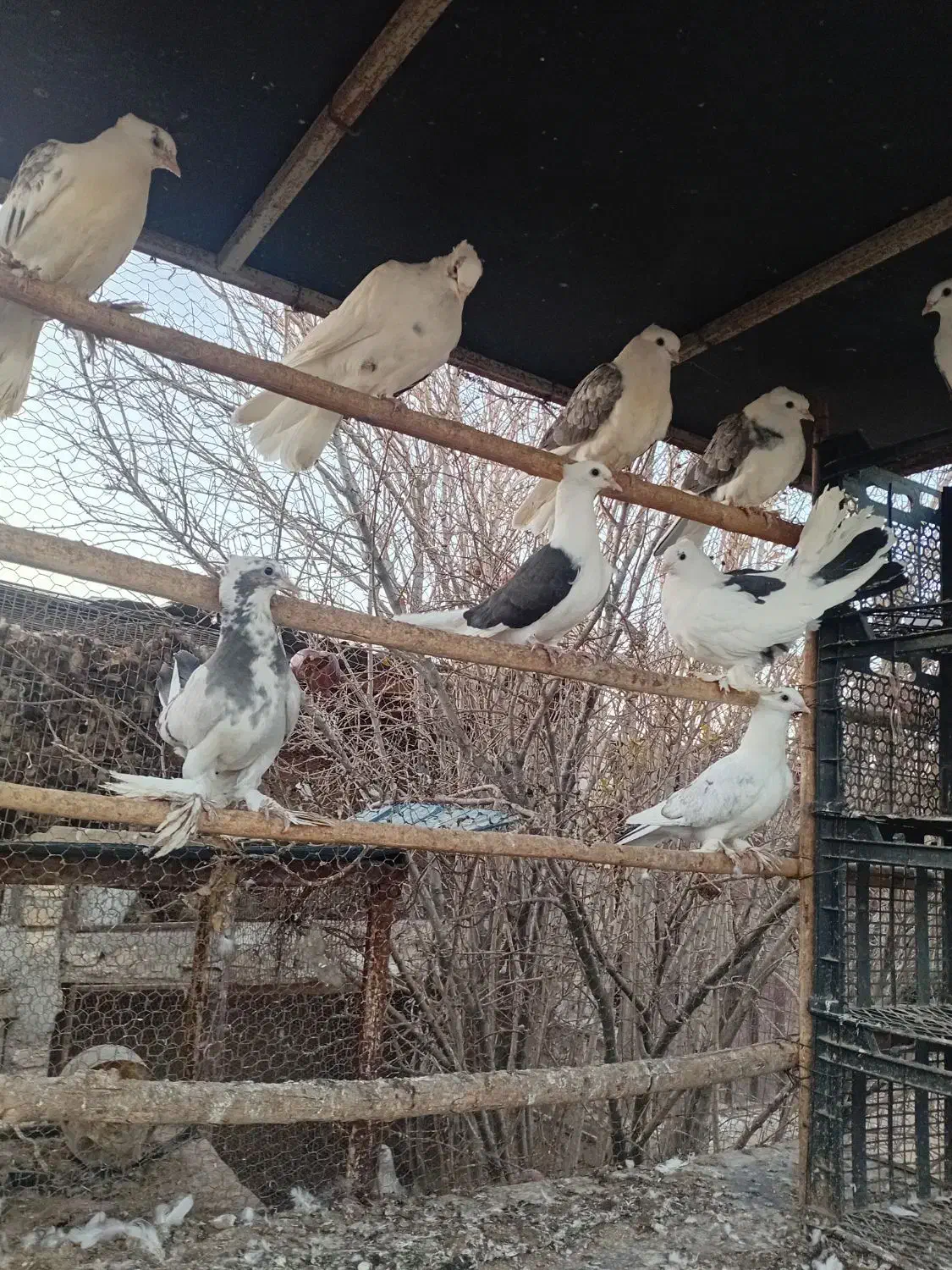 کبوتر پشتدار زینتی و دمچتری|پرنده|جوادآباد, |دیوار