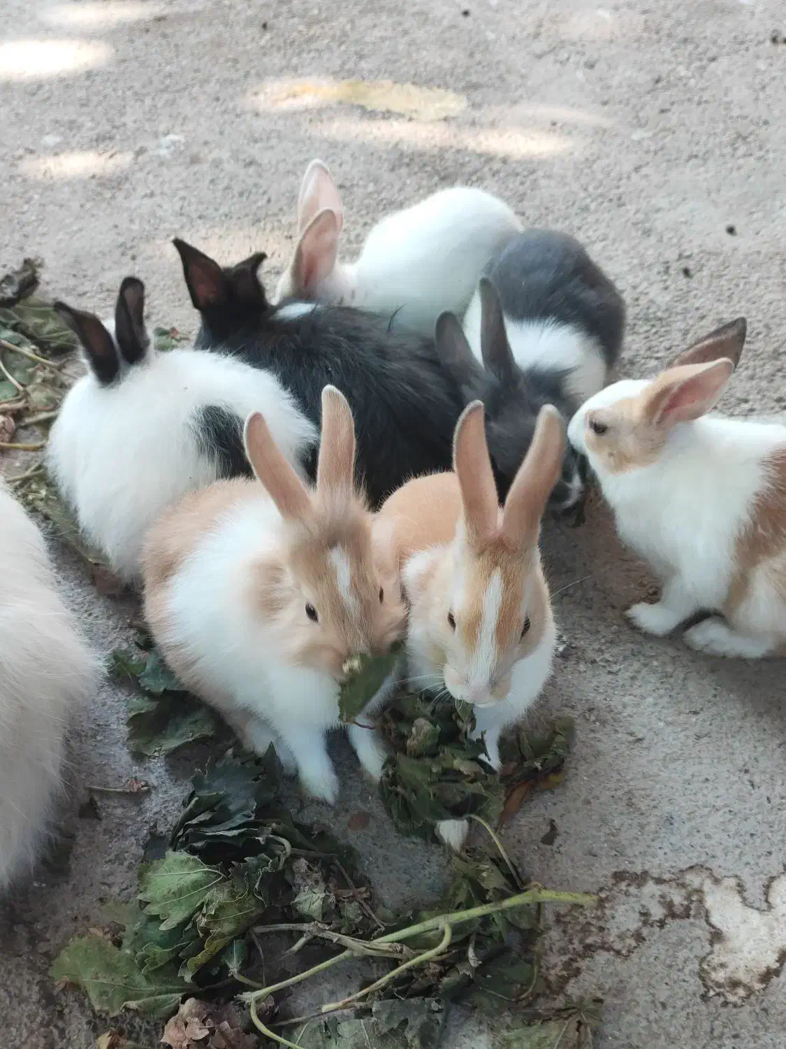 بچه خرگوش|موش و خرگوش|گنبد کاووس, |دیوار