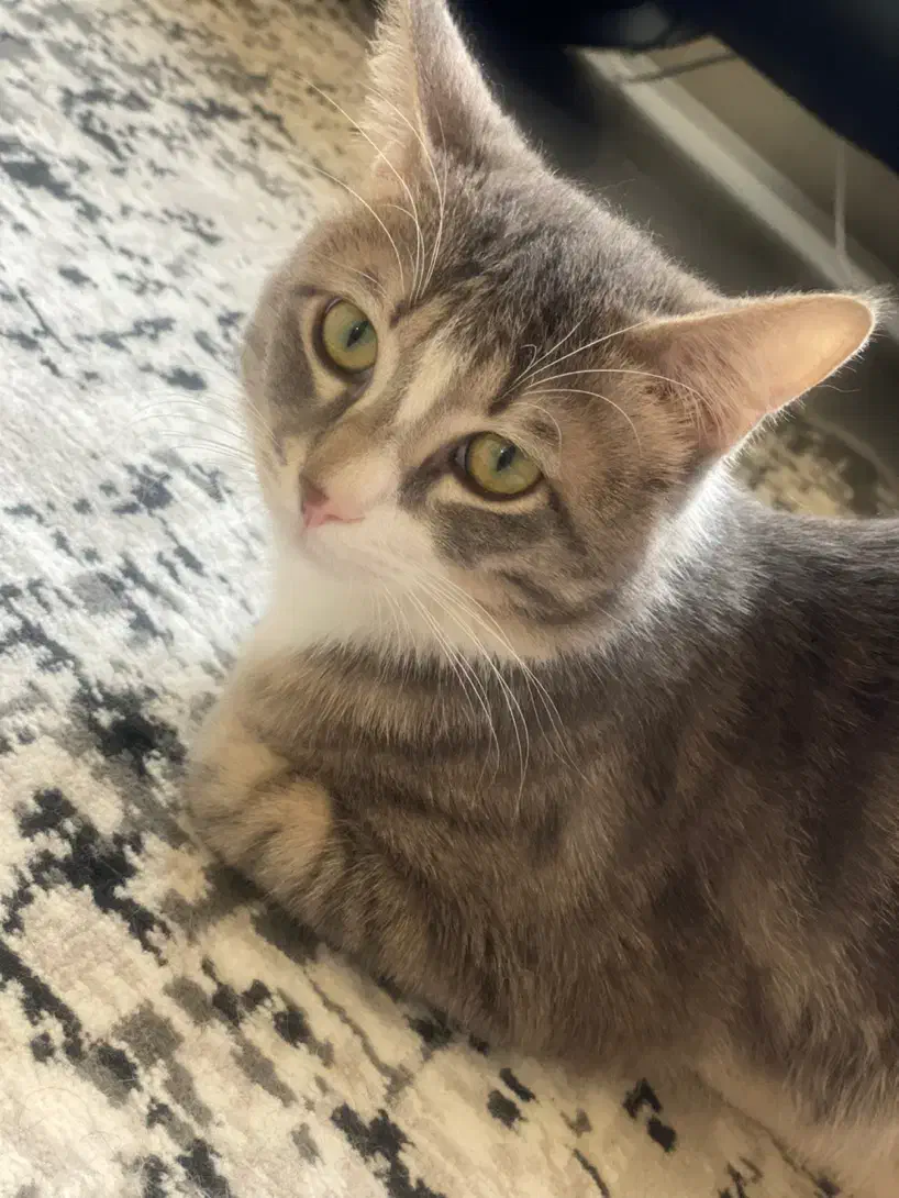 گربه|گربه|کرج, ساماندهی|دیوار