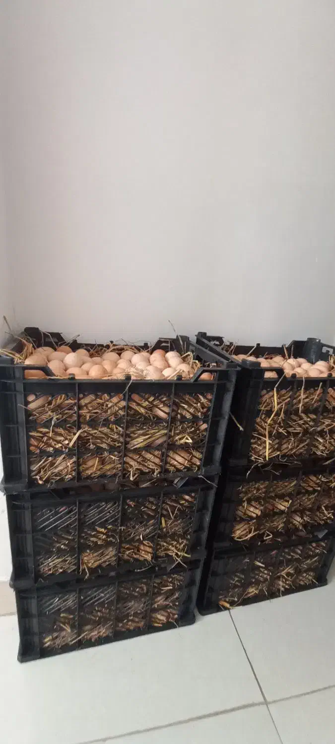 تخم مرغ محلی|خوردنی و آشامیدنی|رشت, دروازه لاکان|دیوار