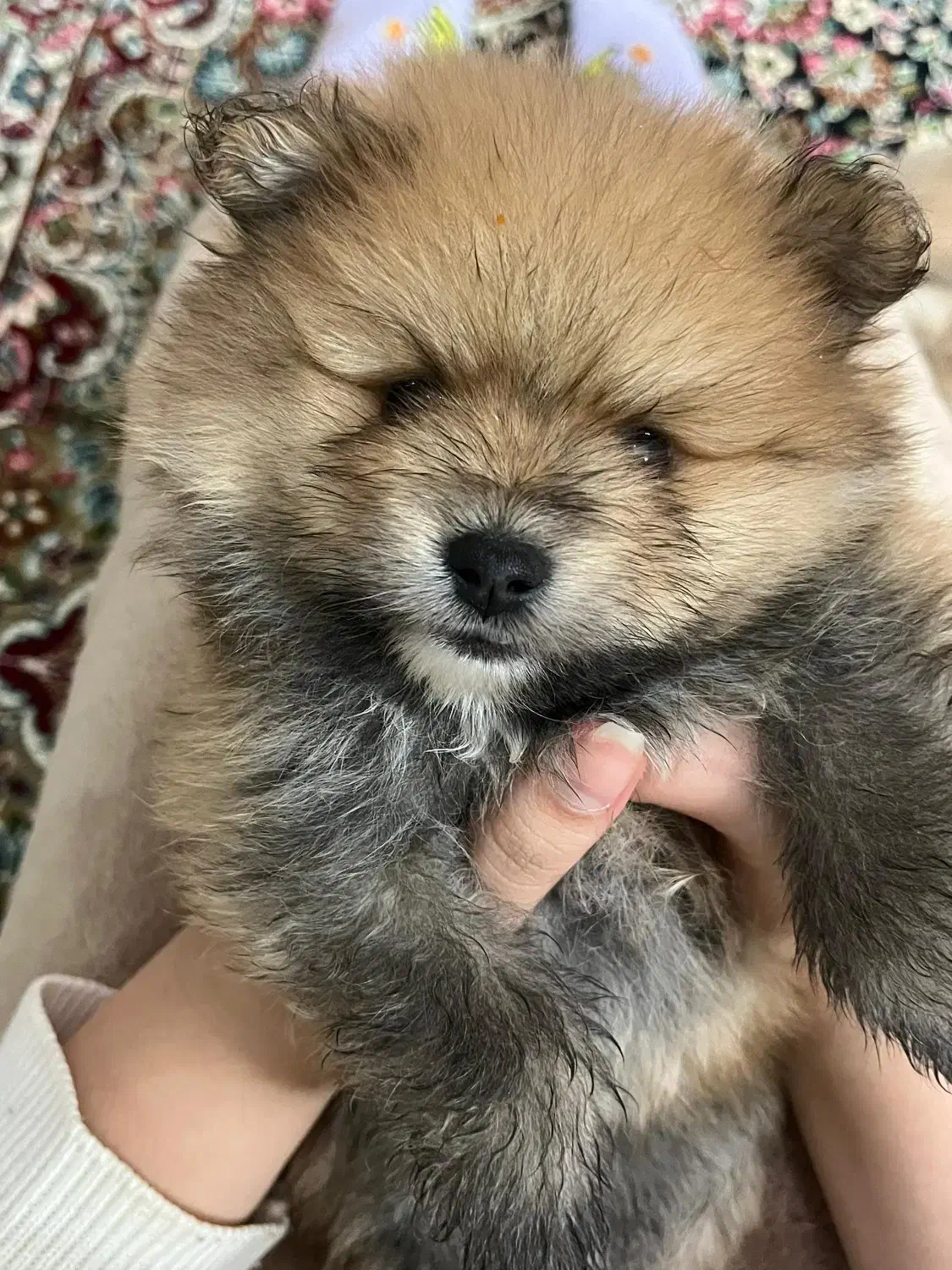 واگذاری پامرانین خرسی|سگ|کرمان, |دیوار