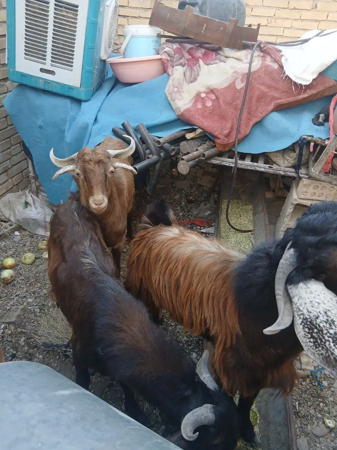 بیگ نره|حیوانات مزرعه|اندیمشک, |دیوار