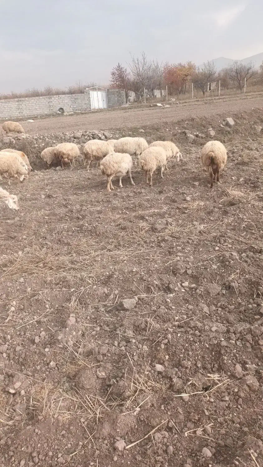 گوسفند‌مغانی‌‌ دامازدوق|حیوانات مزرعه|مشگین شهر, |دیوار