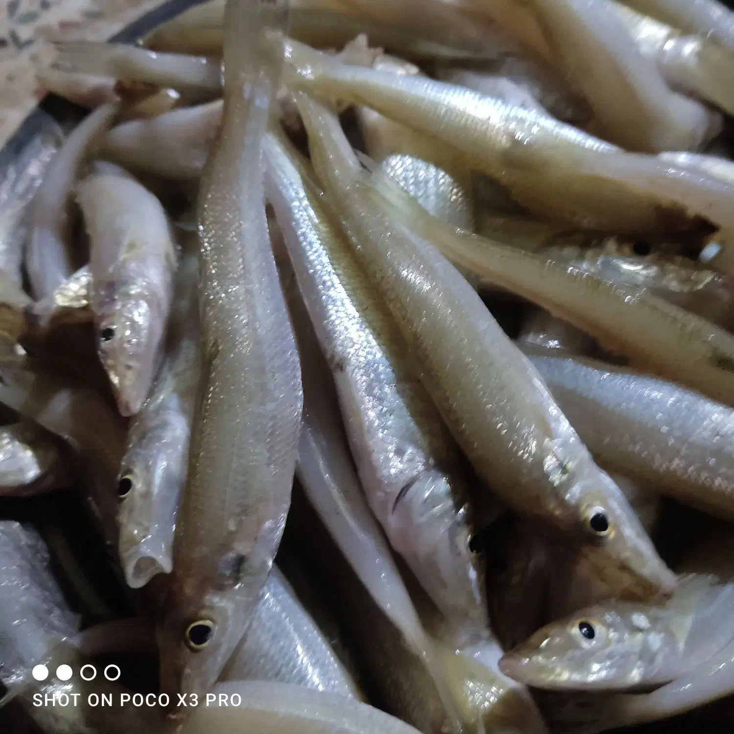 ماهی خکک|ماهی|بندر دیر, |دیوار