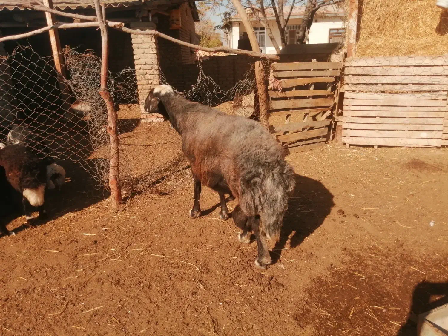 قوچ جوان قره قیر|حیوانات مزرعه|انبارآلوم, |دیوار