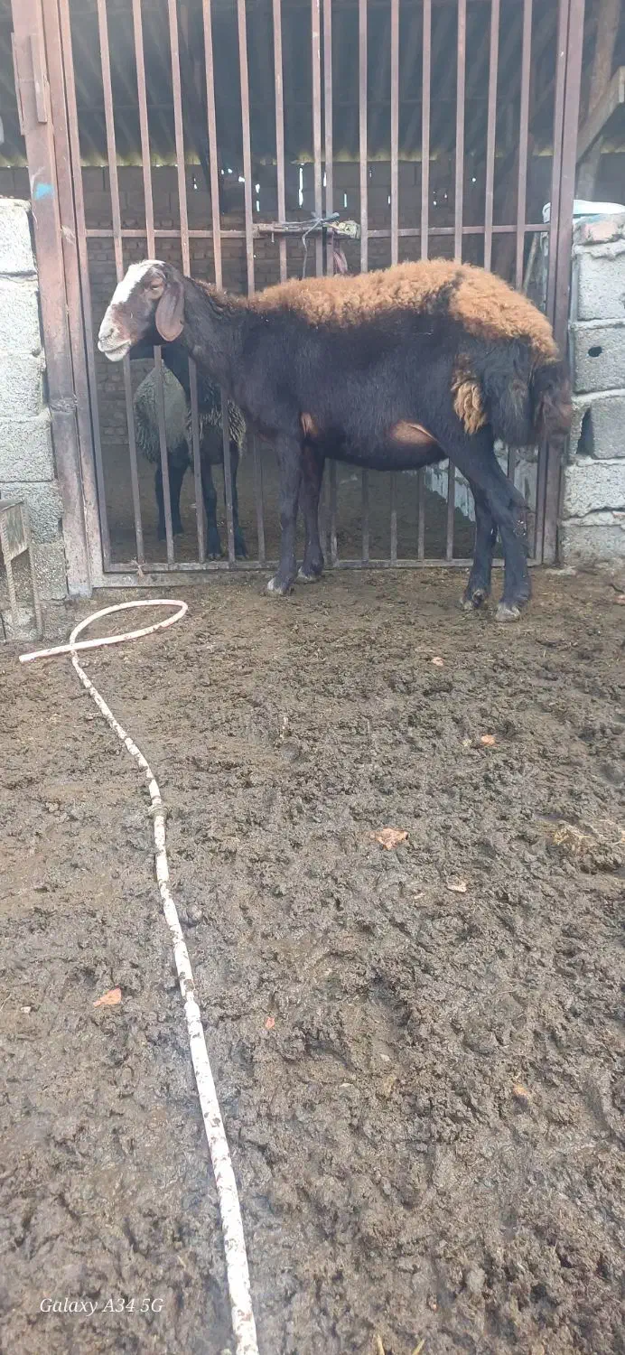 بوقلمون|حیوانات مزرعه|علی‌آباد کتول, |دیوار