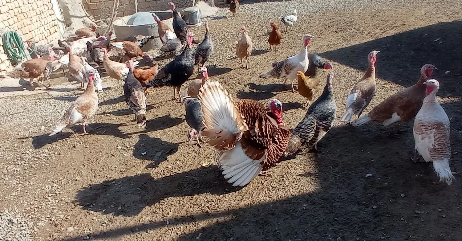 بوقلمون محلی|حیوانات مزرعه|بیلوار, |دیوار