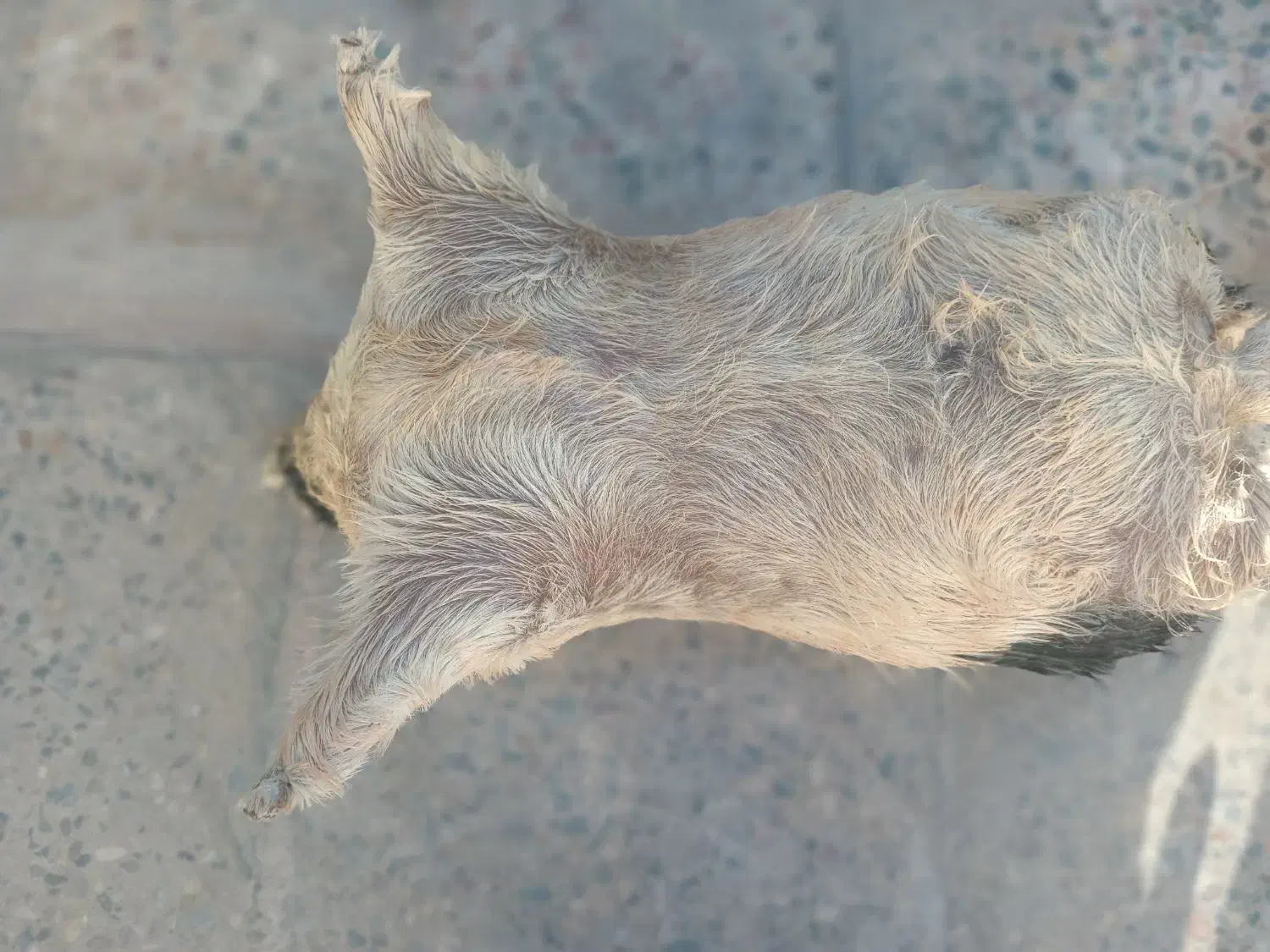 هیزه فروشی|صنایع دستی و سایر لوازم تزئینی|پلدختر, |دیوار