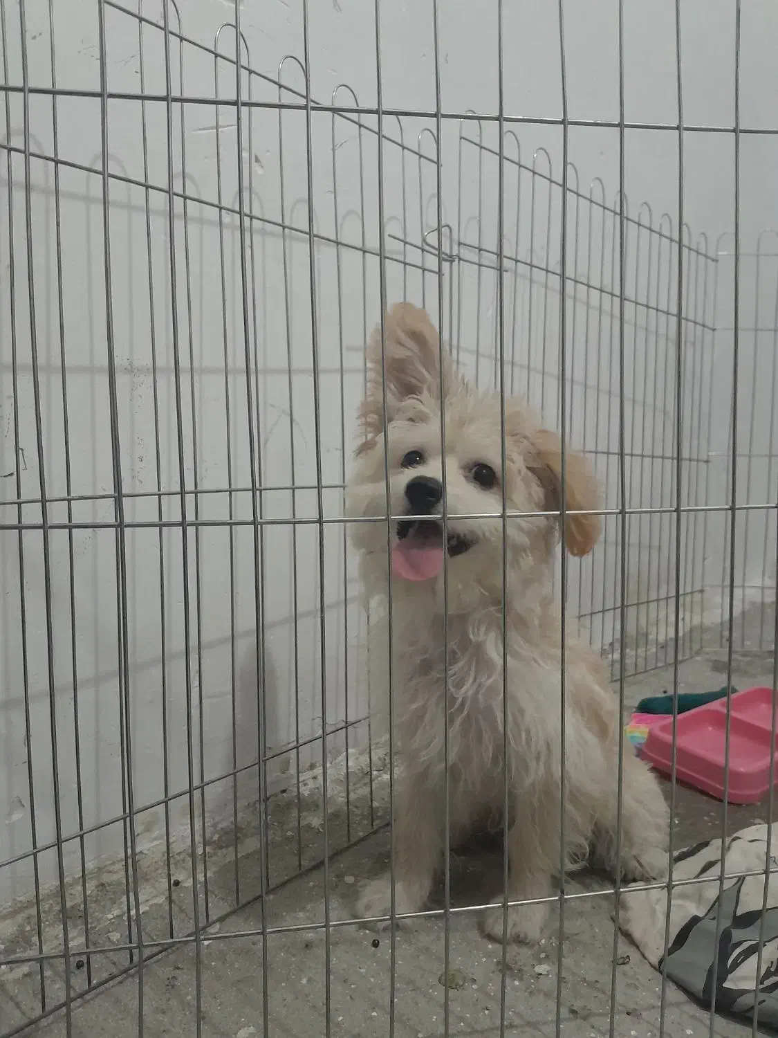 سگ پودل مالتیز|سگ|تهران, تهرانسر غربی|دیوار