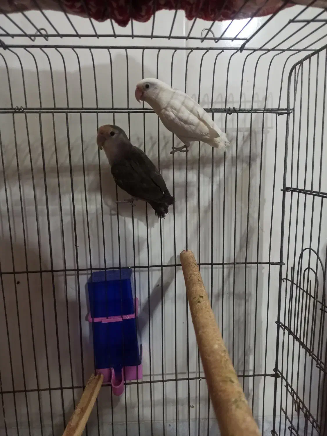 کوتوله برزیلی|پرنده|چابهار, |دیوار