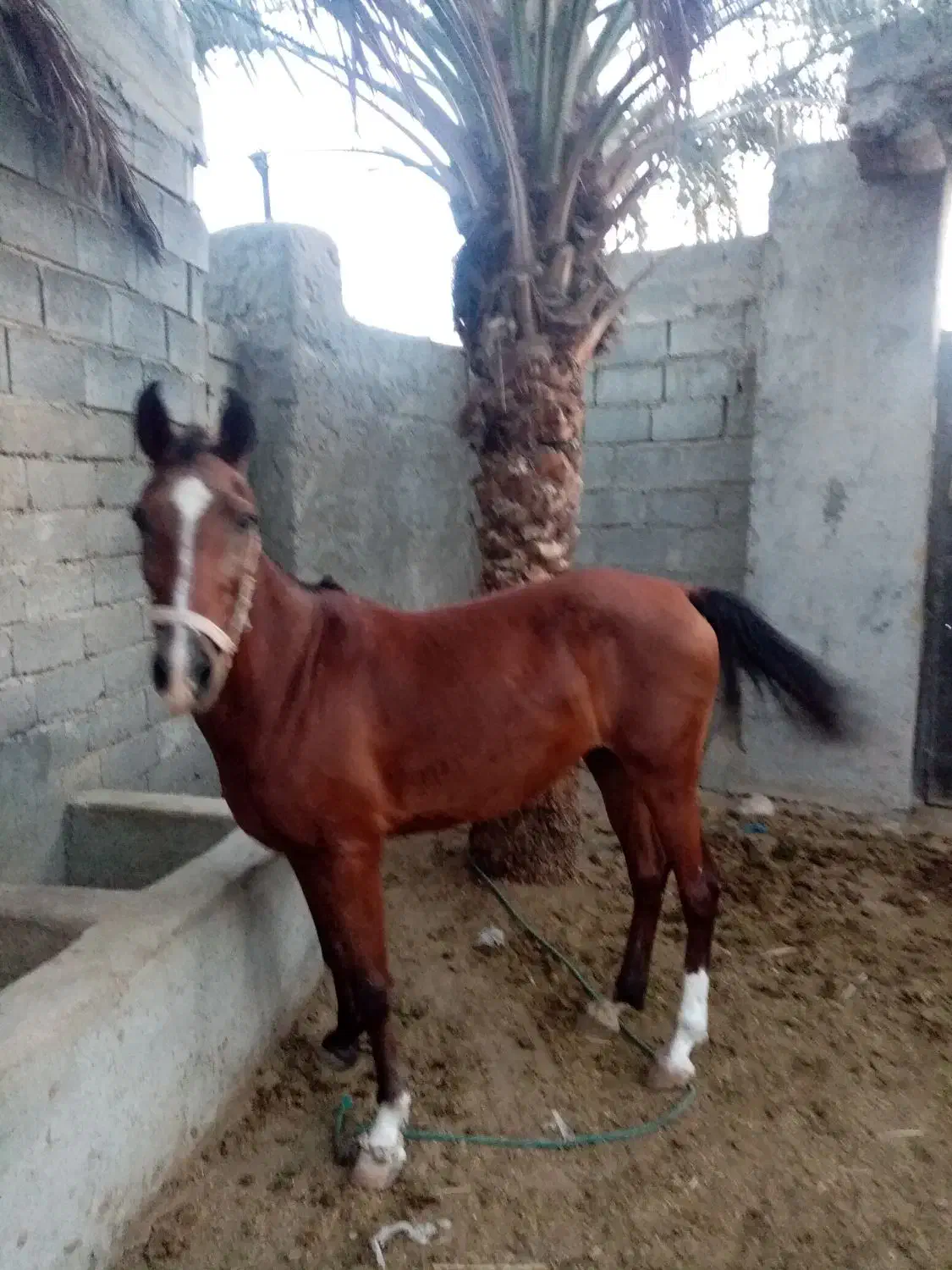 اسب ماده|اسب و تجهیزات اسبسواری|بند زرک, |دیوار