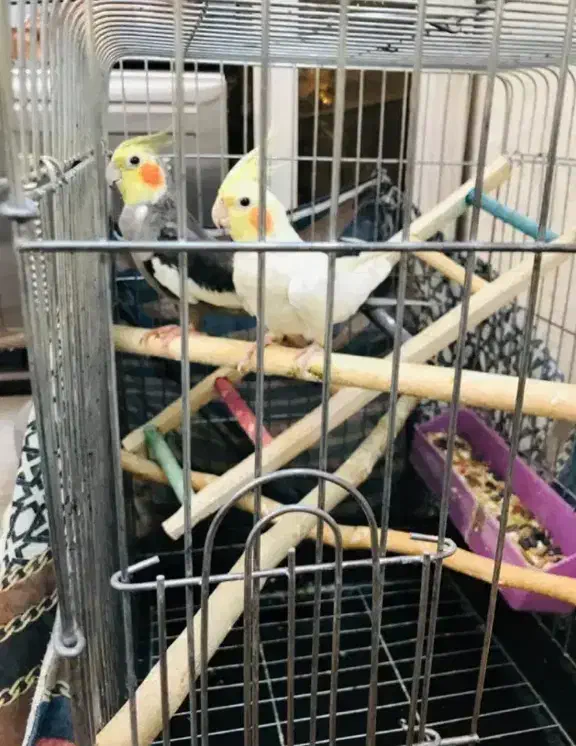 عروس هلندی|پرنده|جم, |دیوار