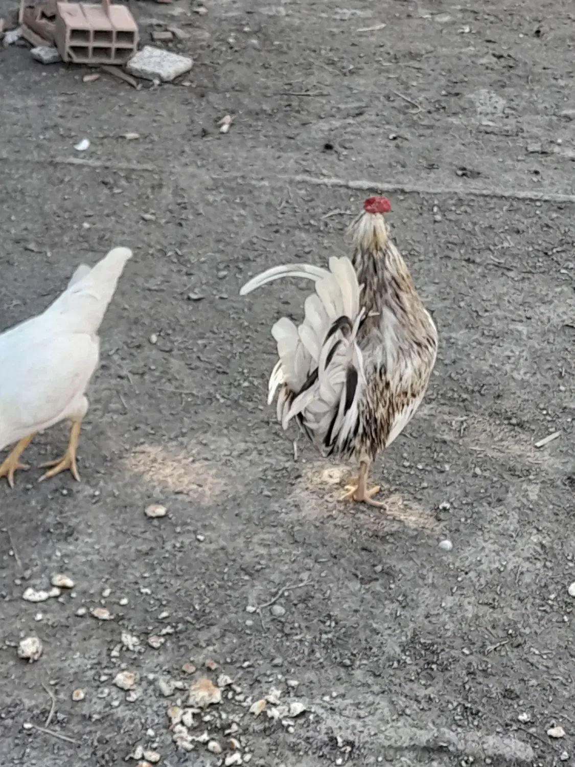 خروس گلین|حیوانات مزرعه|سرخنکلاته, |دیوار