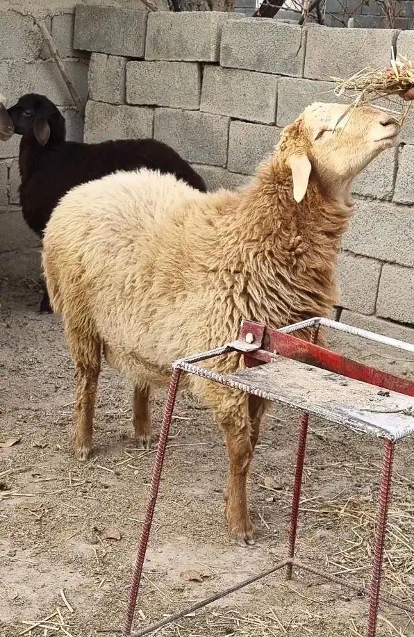 بره نر قوچی|حیوانات مزرعه|آشخانه, |دیوار