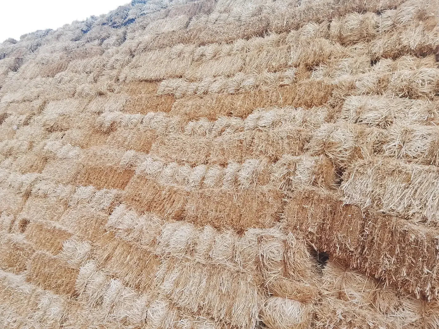 کلش گندم|لوازم جانبی حیوانات|بزینه رود, |دیوار