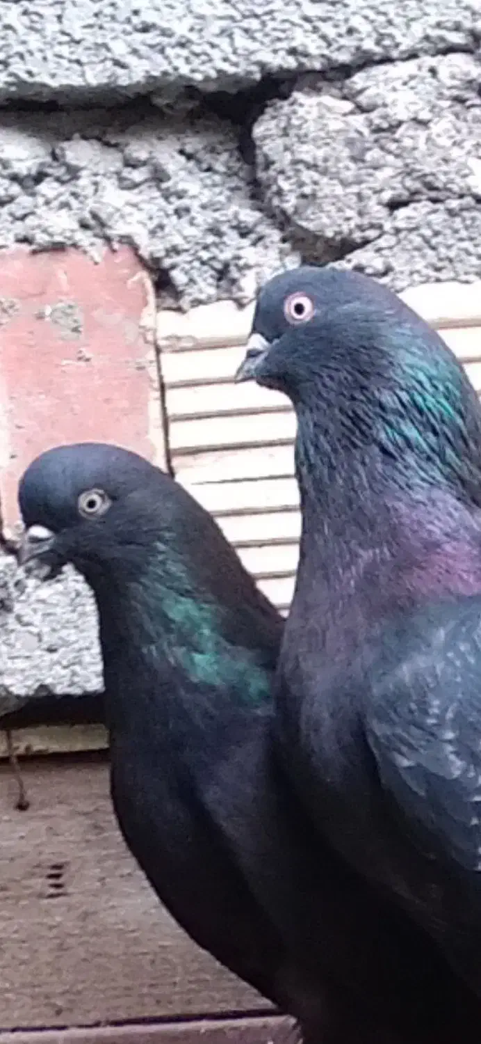 کبوتر ساعتی|پرنده|حویق, |دیوار