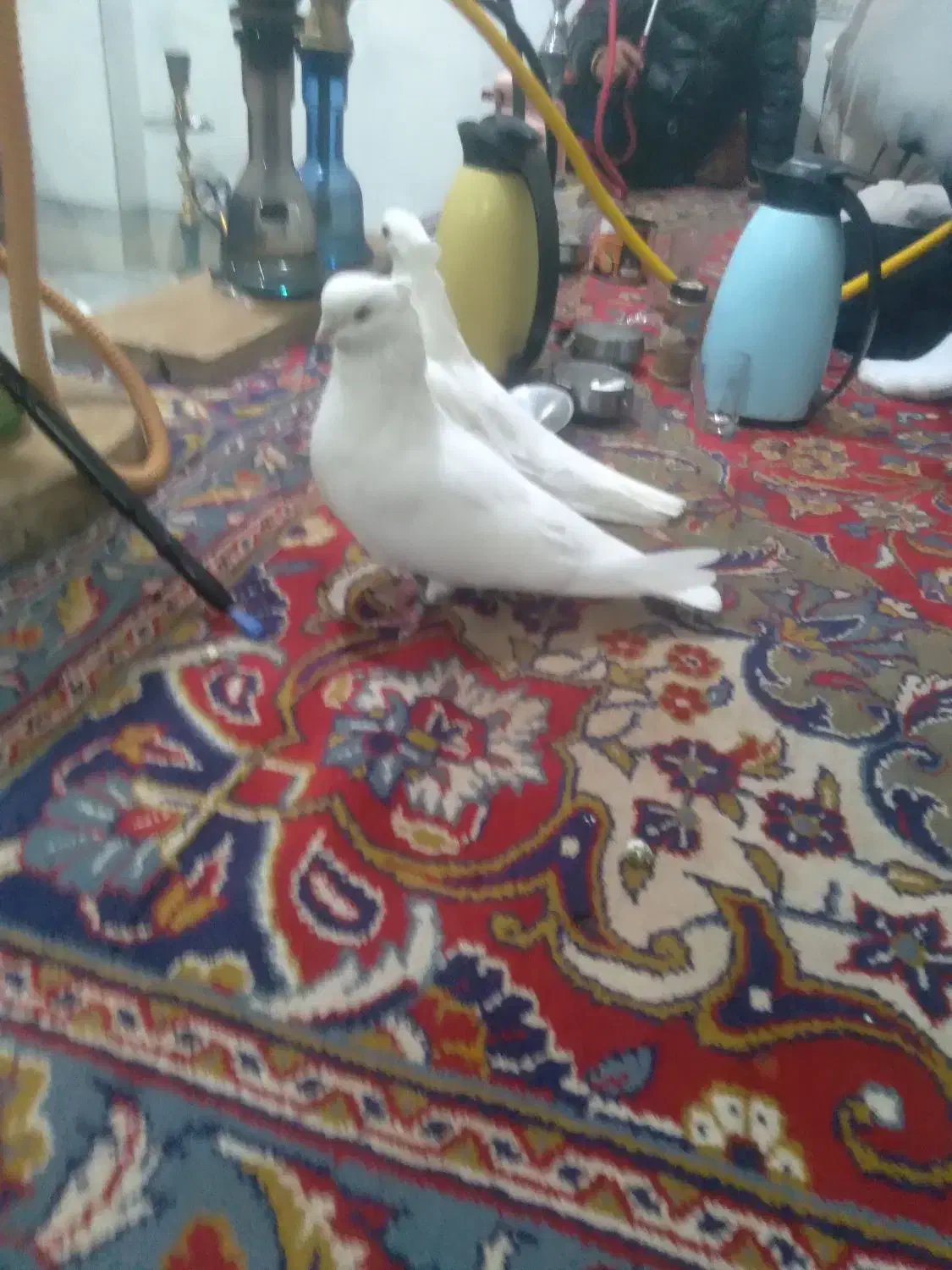 کبوترهای عالی|پرنده|چهاربرج, |دیوار