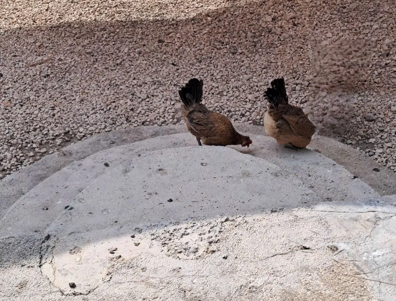 مرغ محلی اصل|حیوانات مزرعه|لامرد, |دیوار