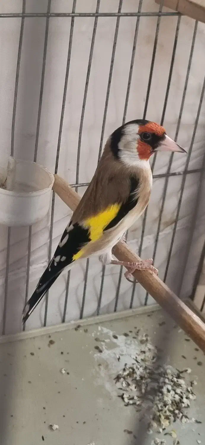 جوجه سهره|پرنده|شهر ری, علایین|دیوار