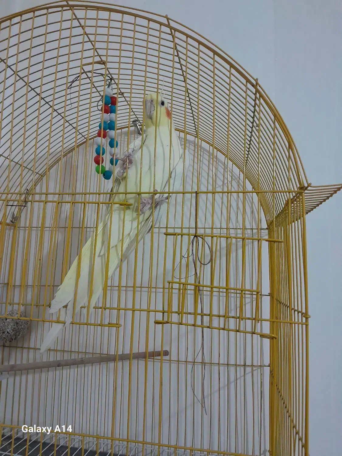 عروس هلندی|پرنده|سهند, |دیوار