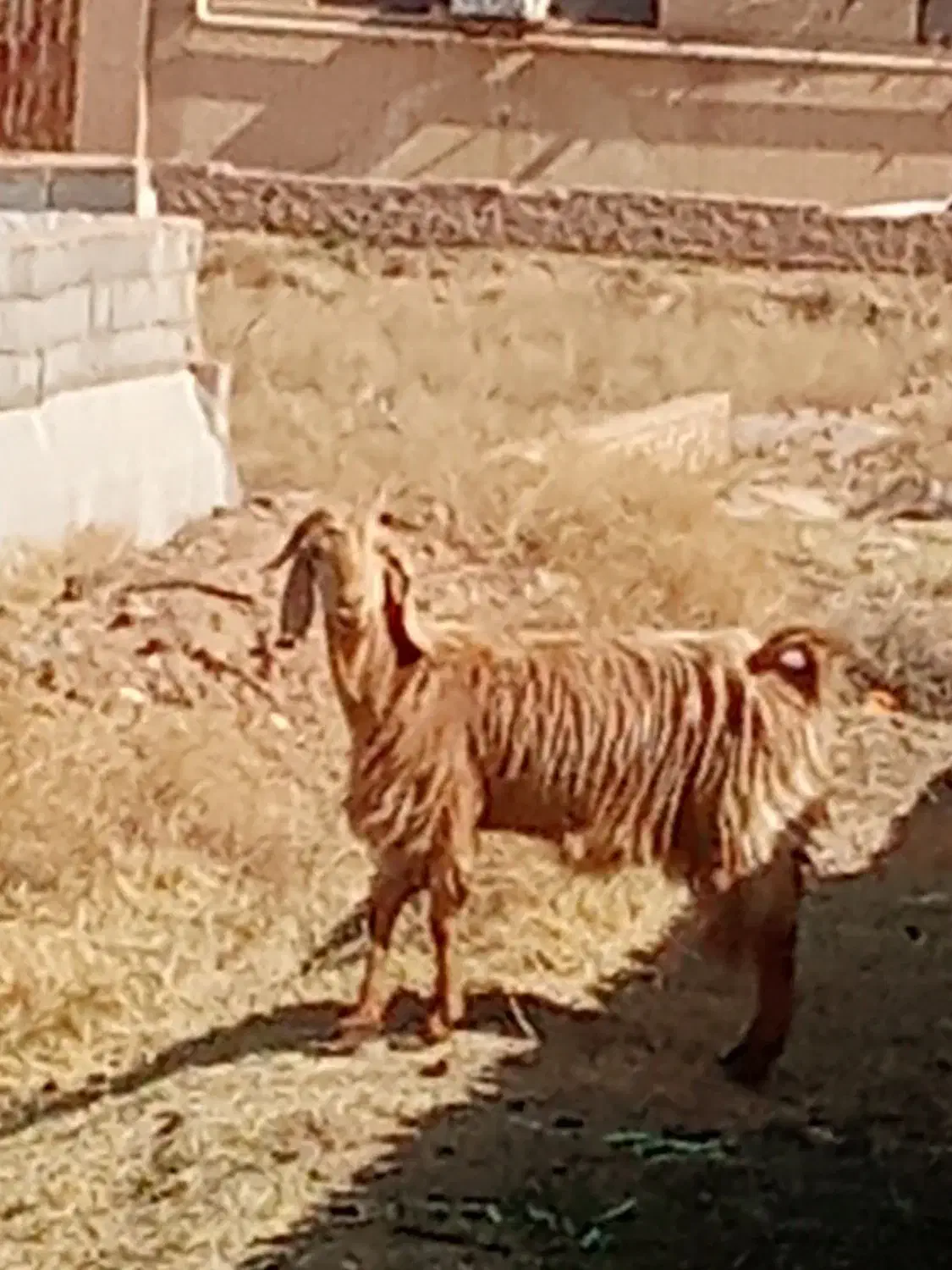 بز بز|حیوانات مزرعه|یزد, |دیوار