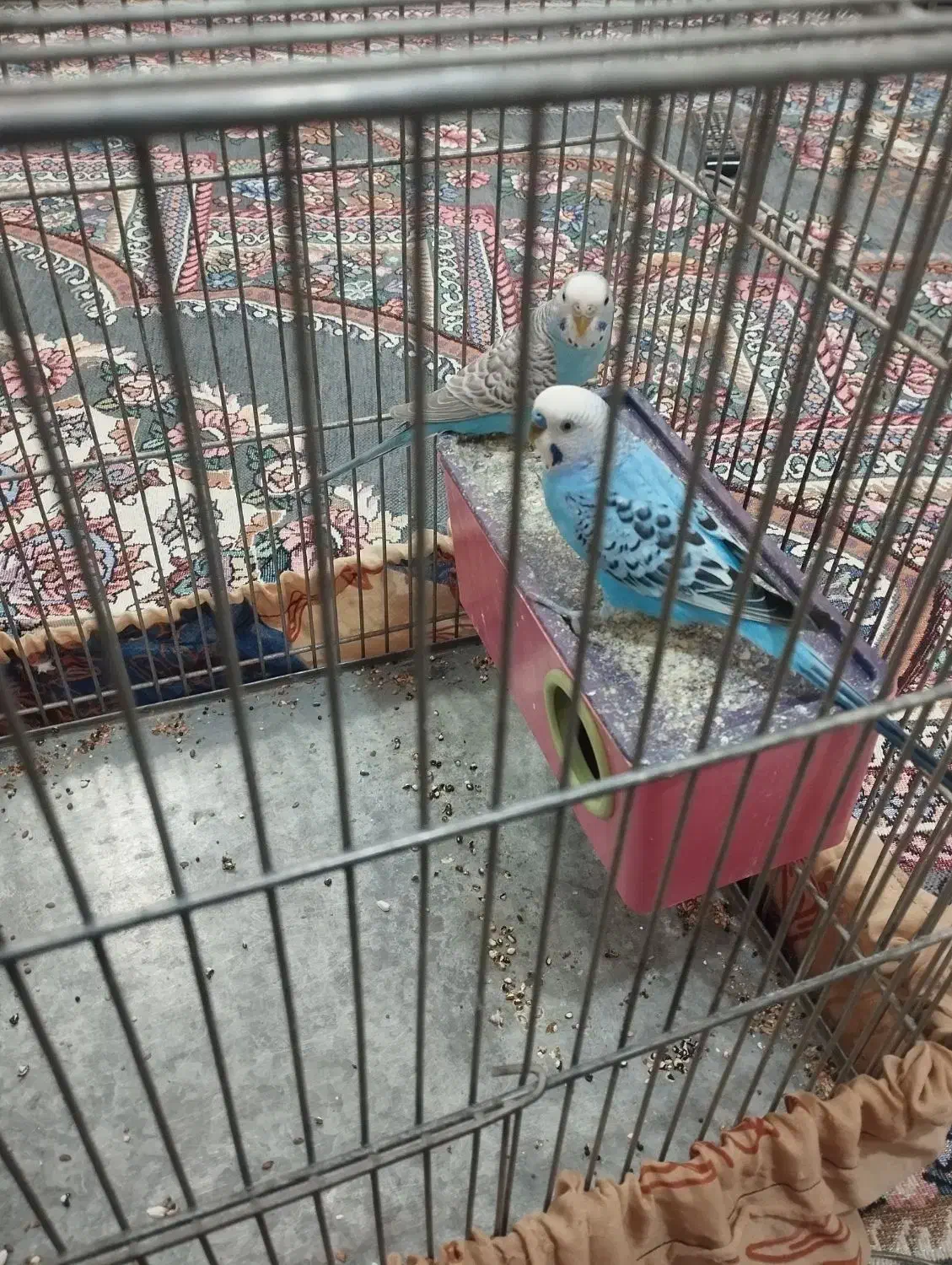 مرغ عشق|پرنده|لاران, |دیوار