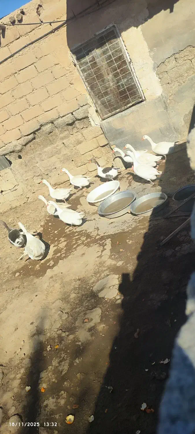 غاز محلی ، تمیز با قیمت مناسب|حیوانات مزرعه|رامشیر, |دیوار