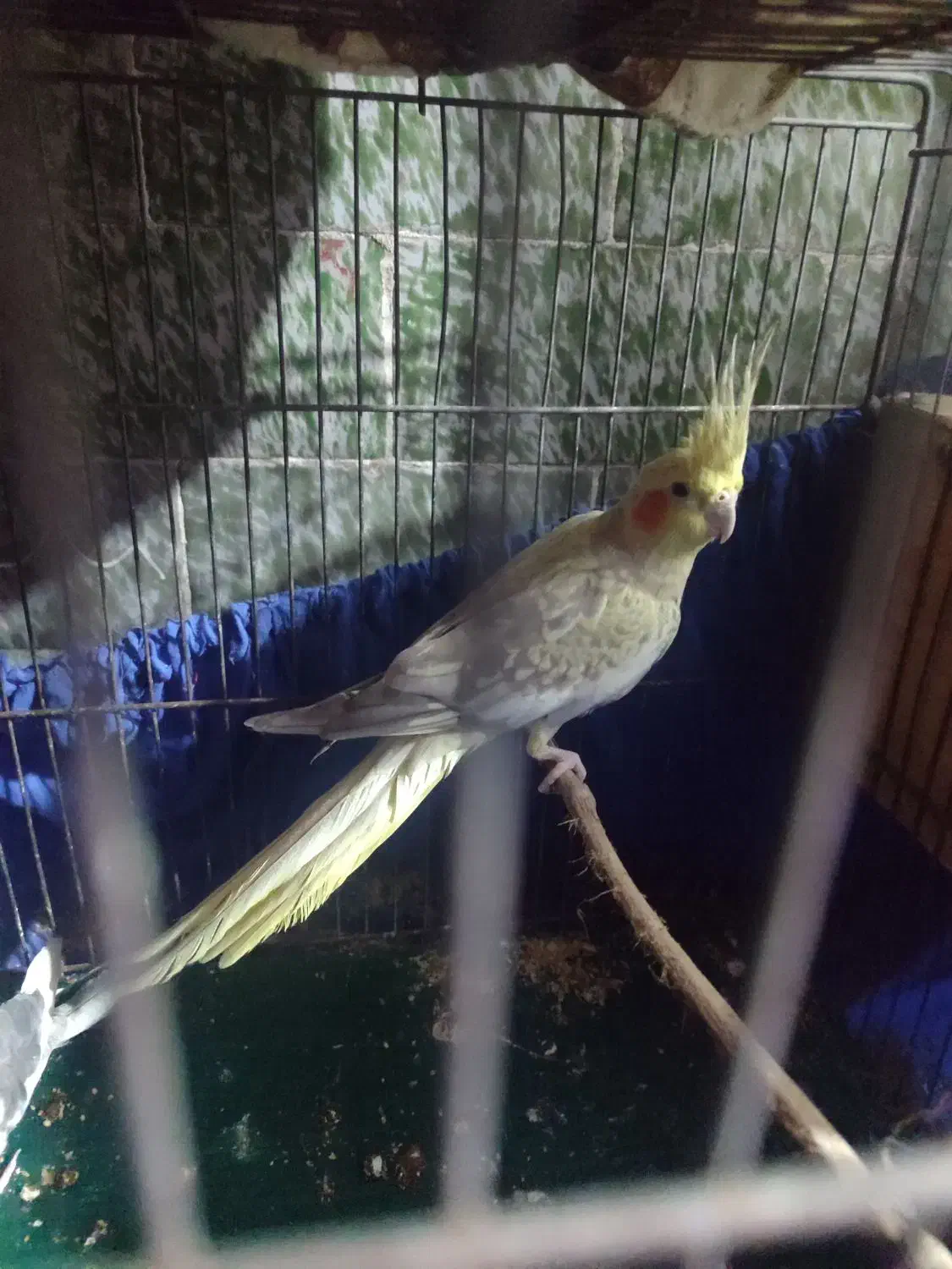 عروس هلندی جفت|پرنده|پاکدشت, کبودگنبد|دیوار