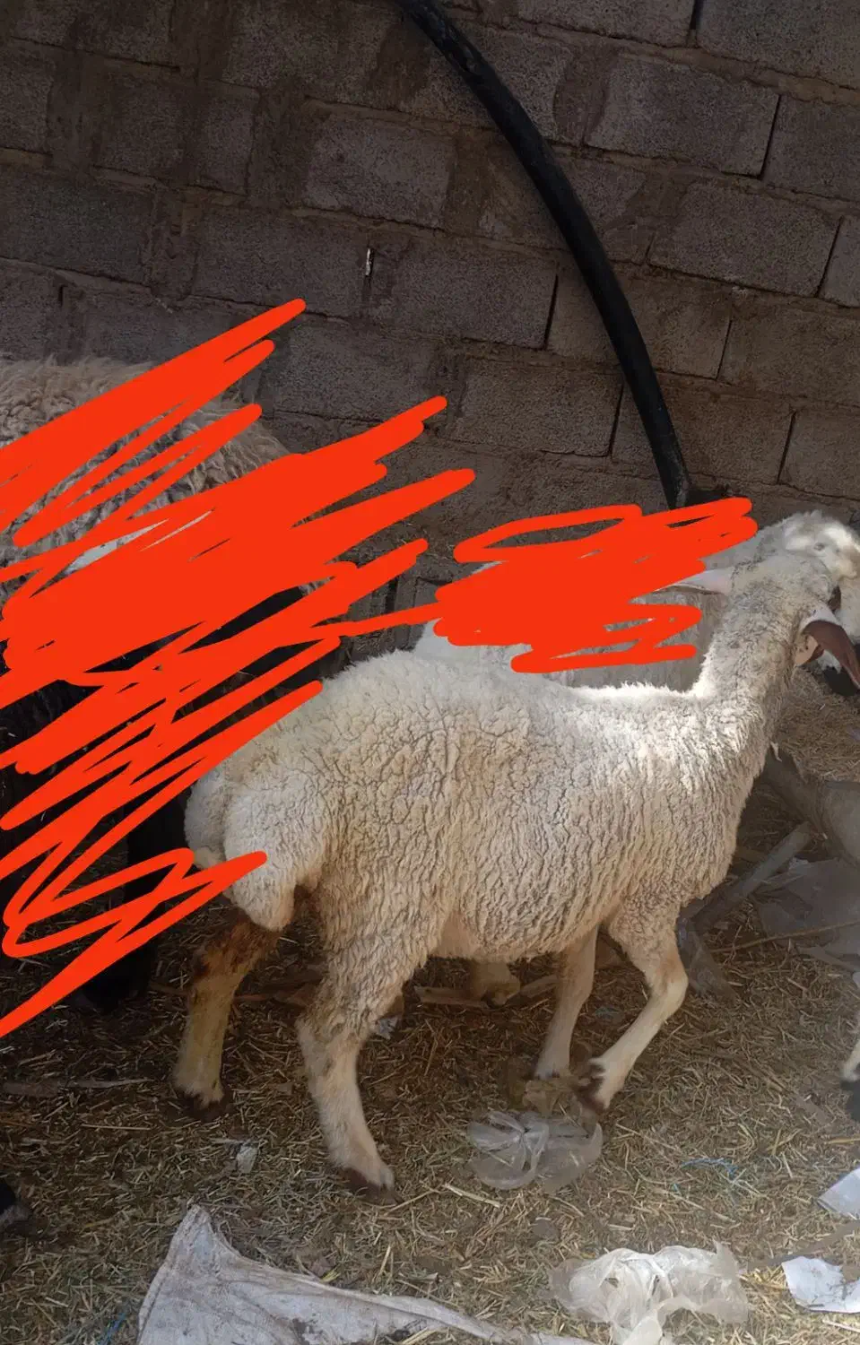 دو عدد بره ماده چاق سرحال سالم|حیوانات مزرعه|جیرفت, |دیوار