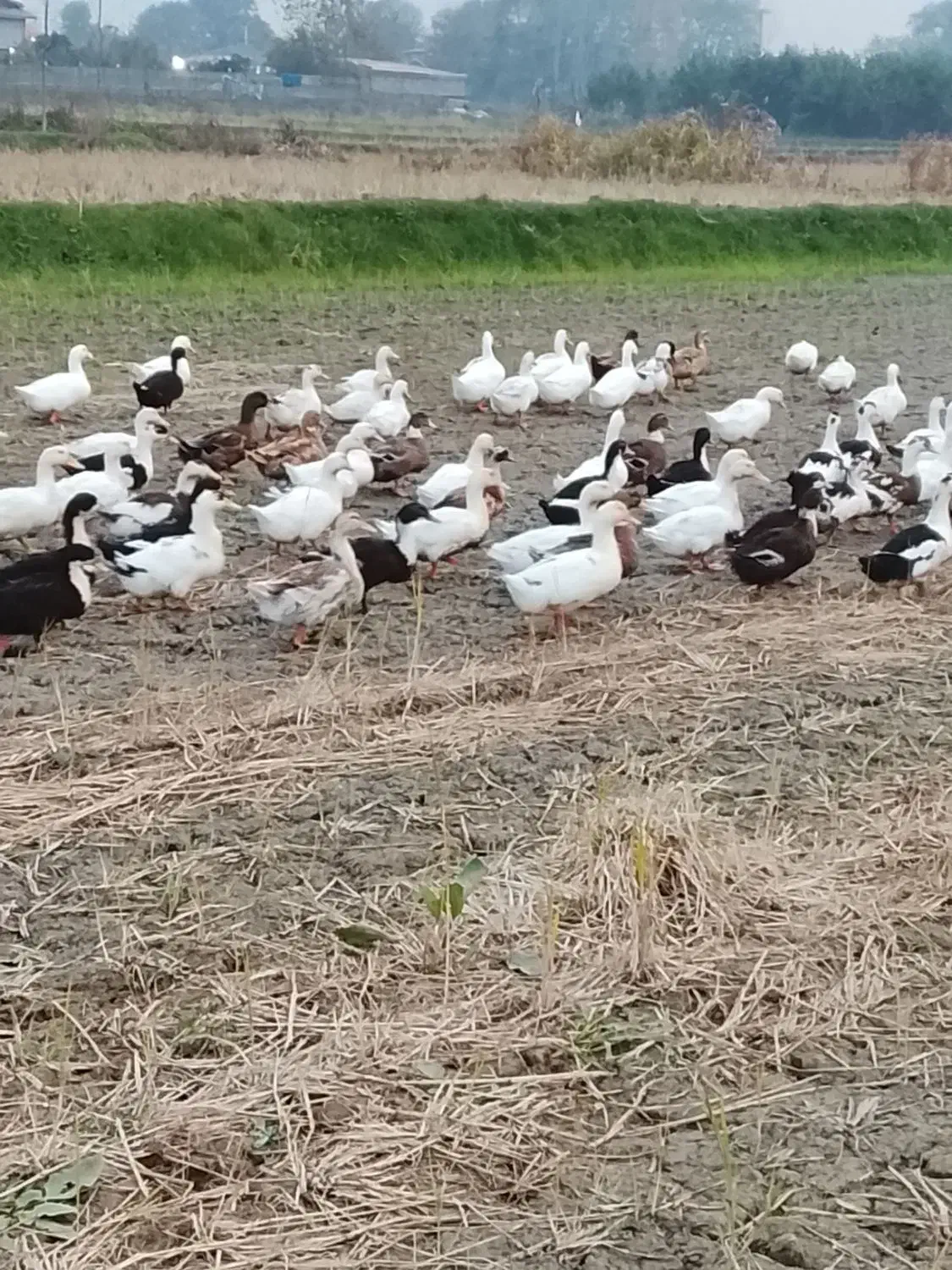 فروش اردکی محلی ۴ ماهه|حیوانات مزرعه|رودسر, |دیوار