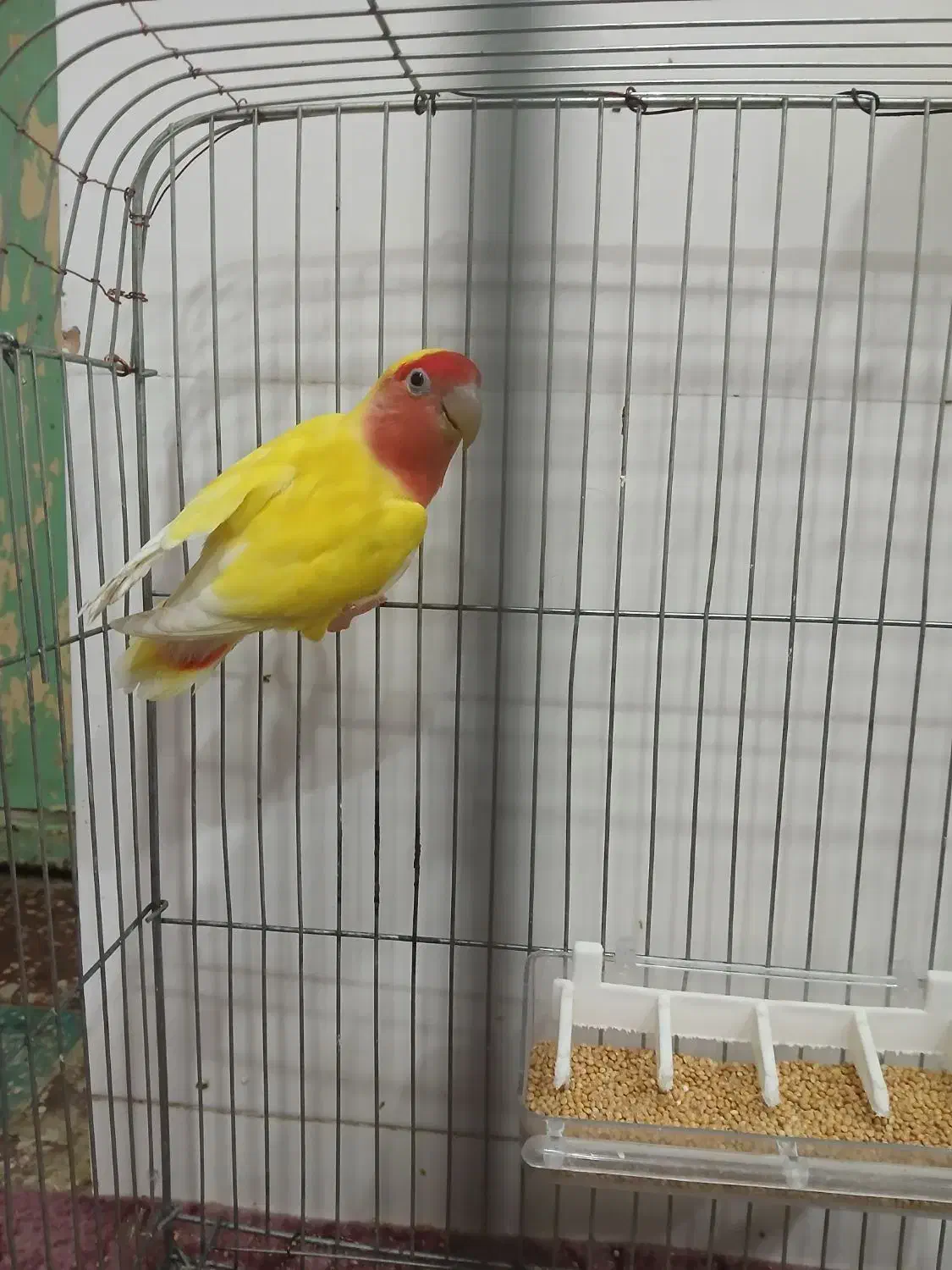 طوطی برزیلی|پرنده|شبانکاره, |دیوار